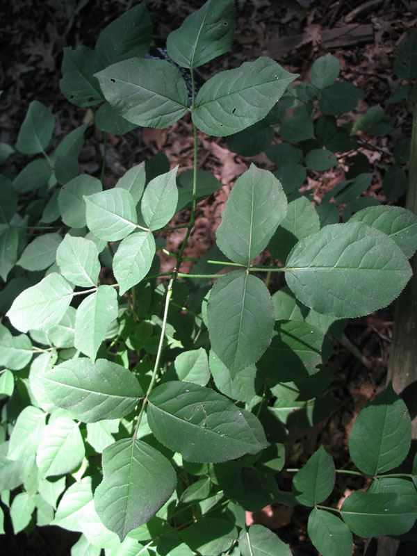 Online Plant Guide Staphylea trifolia / Bladder Nut